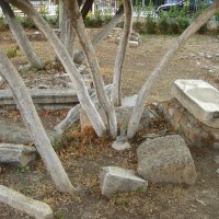 Μαρμαρόδεντρο